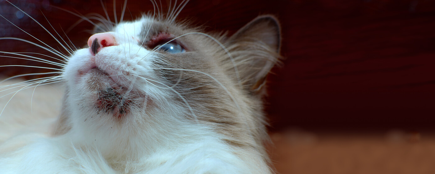 Close-up of a cat chin with cat acne