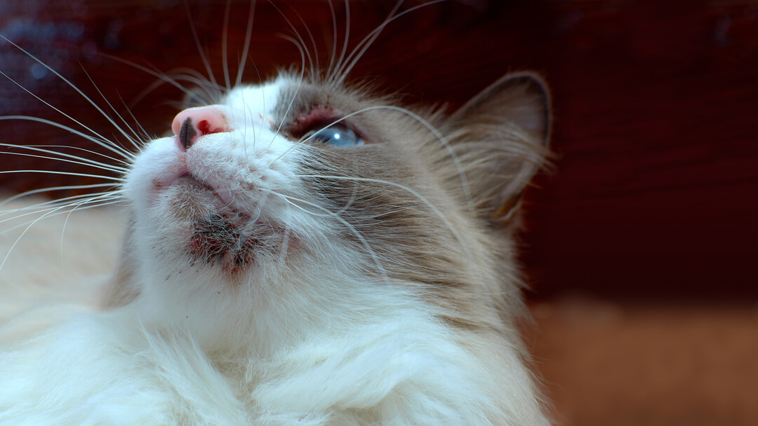 Close-up of a cat chin with cat acne