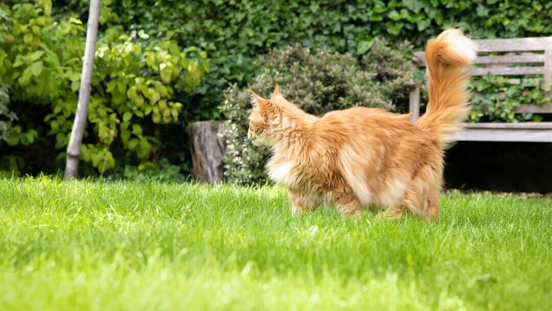 Fluffy ginger cat using a cat tree in the garden
