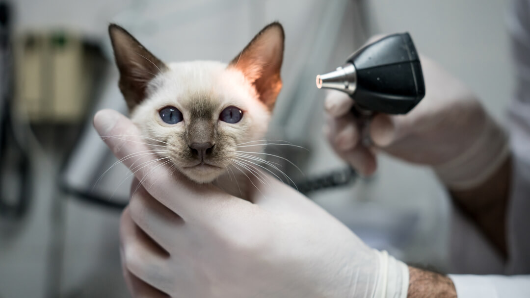 Owner inspecting cat’s ears for mites