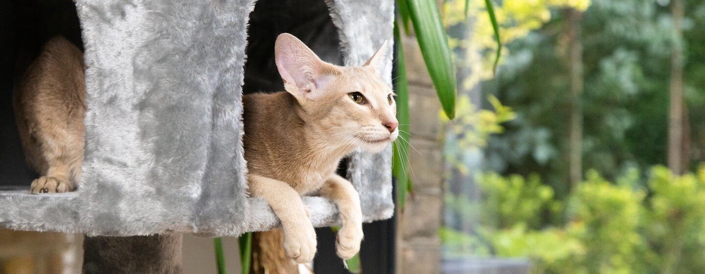 Light furred cat sitting in a grey cat basket.