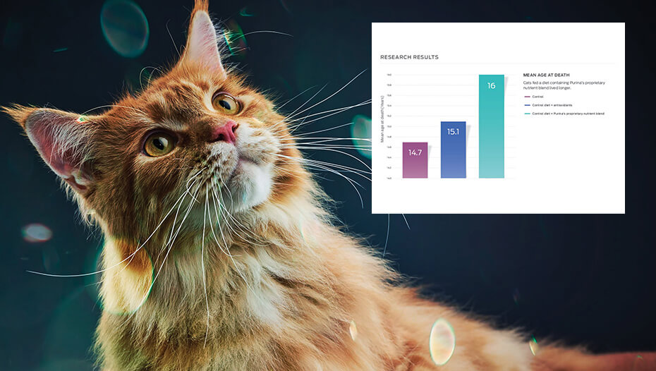 Ginger cat and bar chart graphic