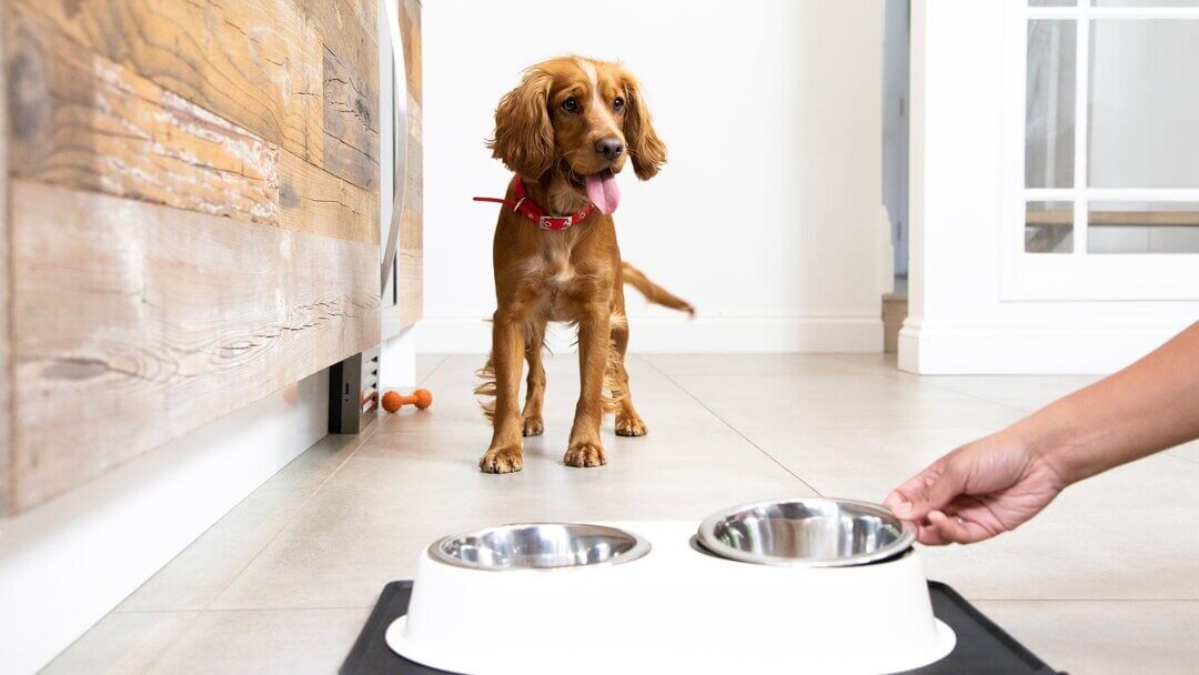 Puppy waiting for food with a new puppy checklist in mind