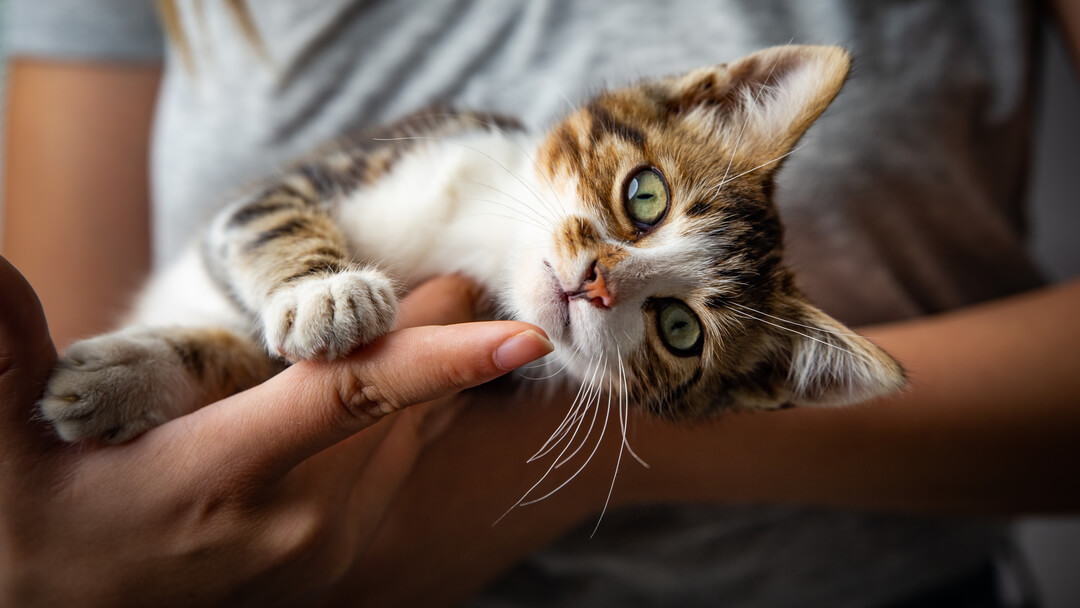 Kitten with signs of ringworm cradled by owner