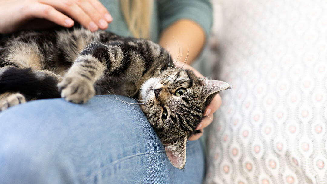Cat kneading on owner’s lap