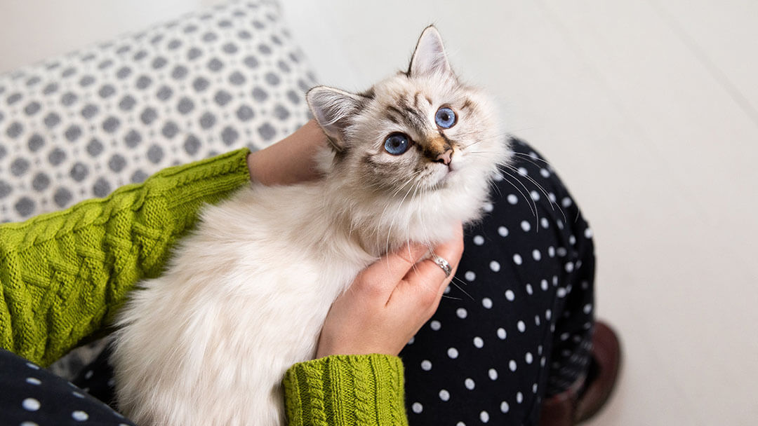 New kitten on a lap looking up at owner
