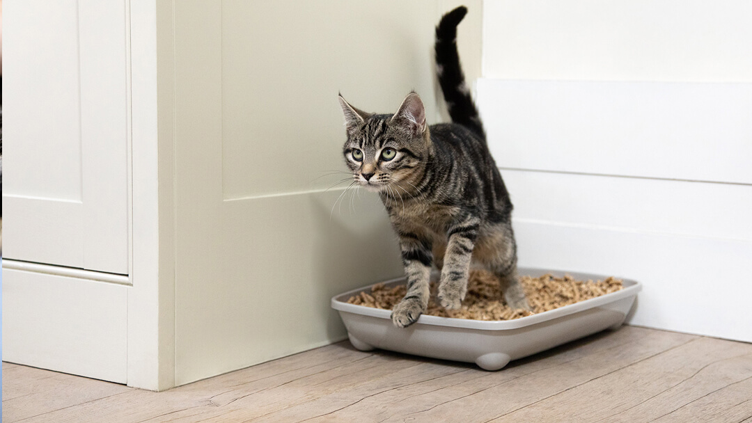 Kitten learning in a litter tray