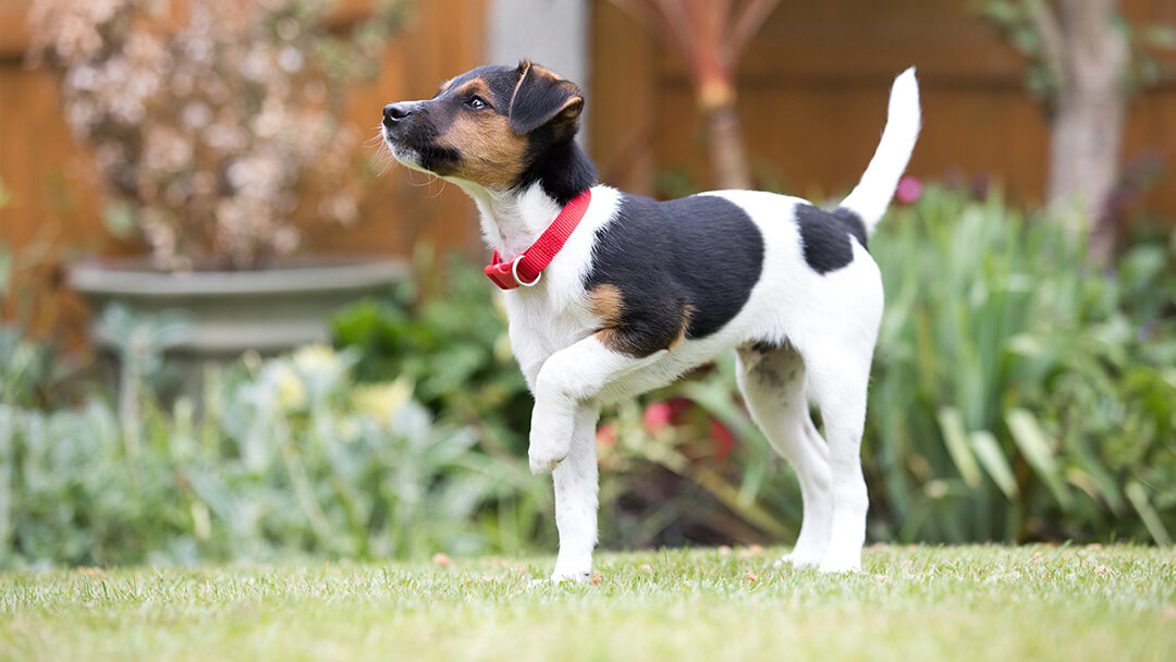 A puppy playing outside on the grass during toilet training
