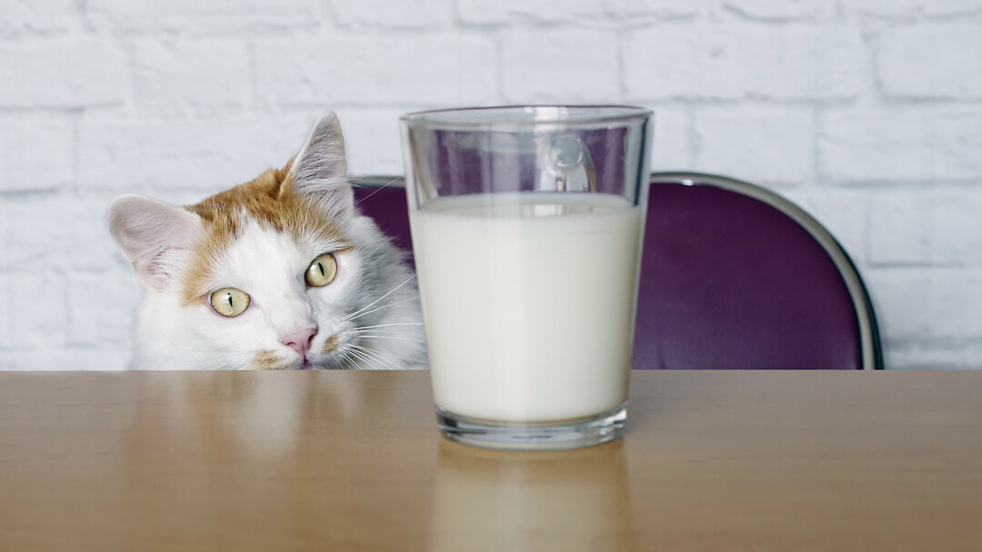 Cat curiously looking at milk
