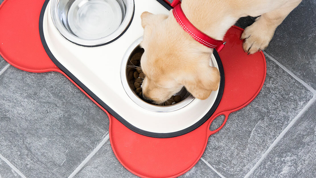 puppy eating over a bowl of food