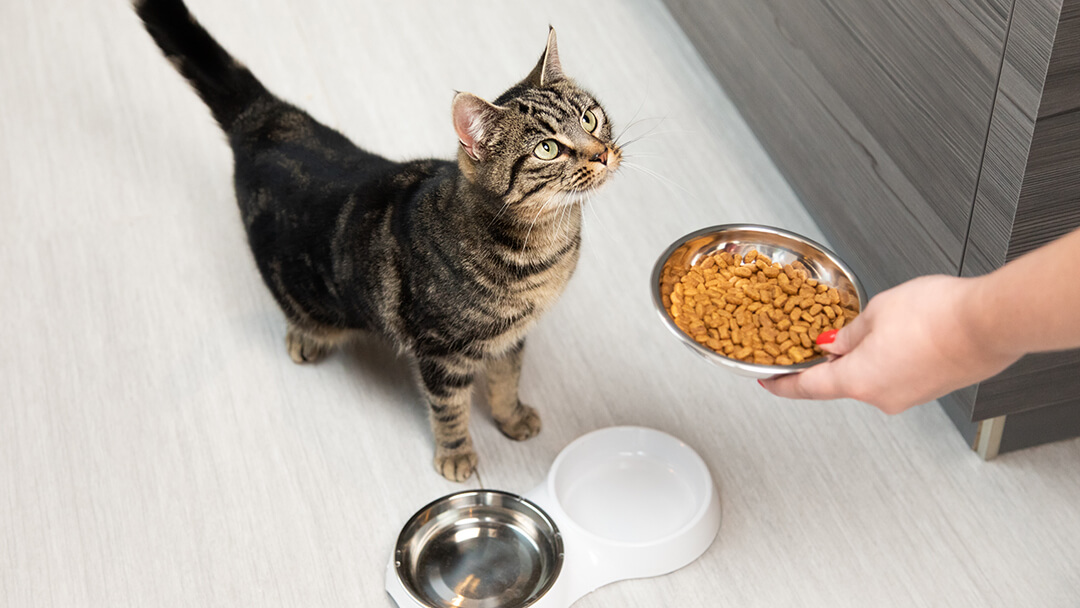 Cat eagerly looking up at a bowl of nutritious food