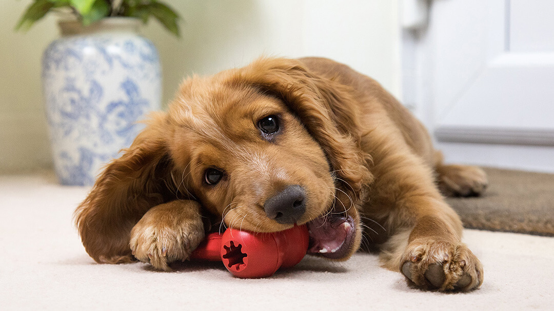 Puppy chewing on a red toy during playtime