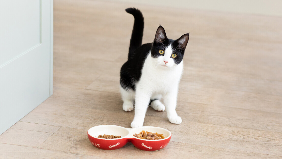 Kitten Food