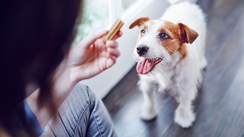 Dog Treats