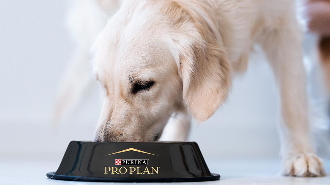 Pro Plan Adult Dog Food