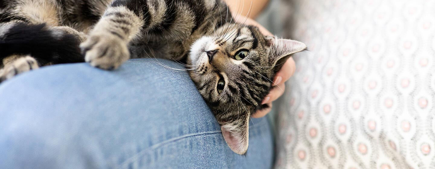 Cat kneading on owner’s lap