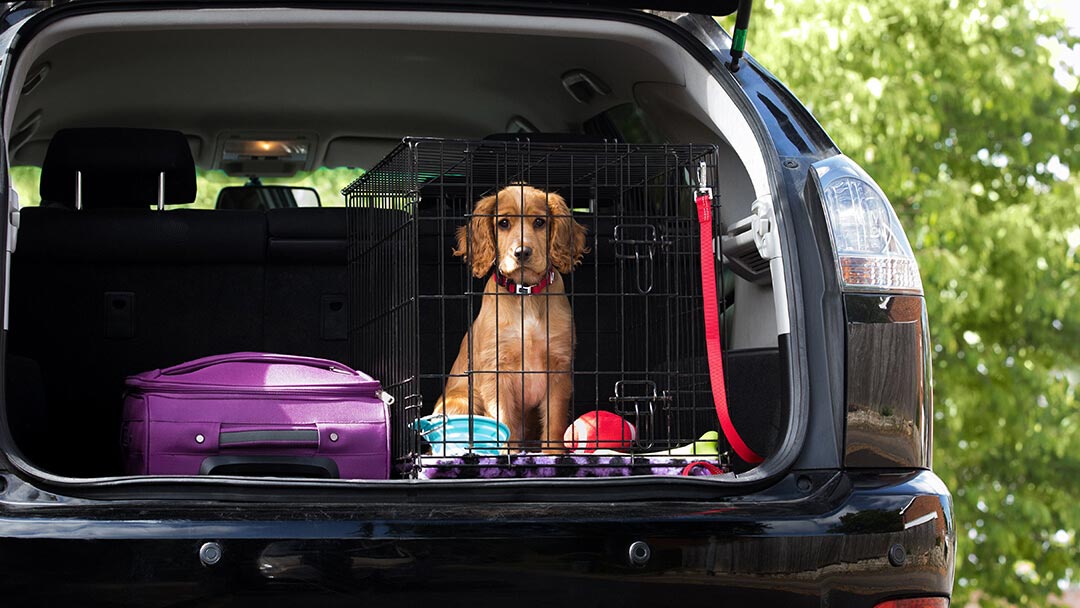 Puppy in the back of a car during a car ride