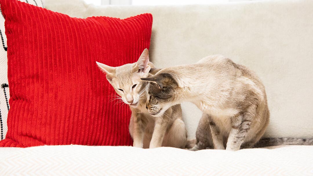 Two playful cats on a sofa with a red cushion