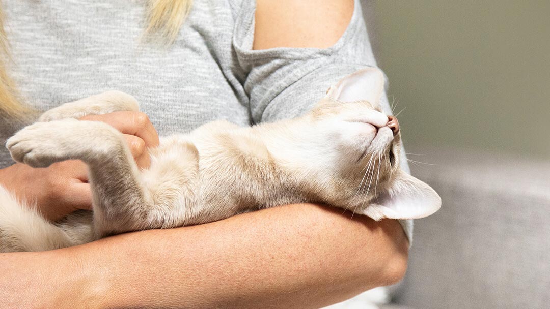 Cat purring while laying in a woman’s arms
