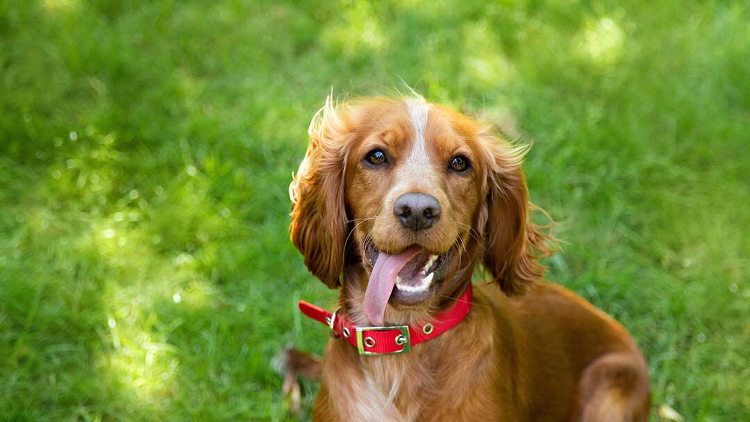 Dog in red collar sitting on grass while learning cool facts about dogs