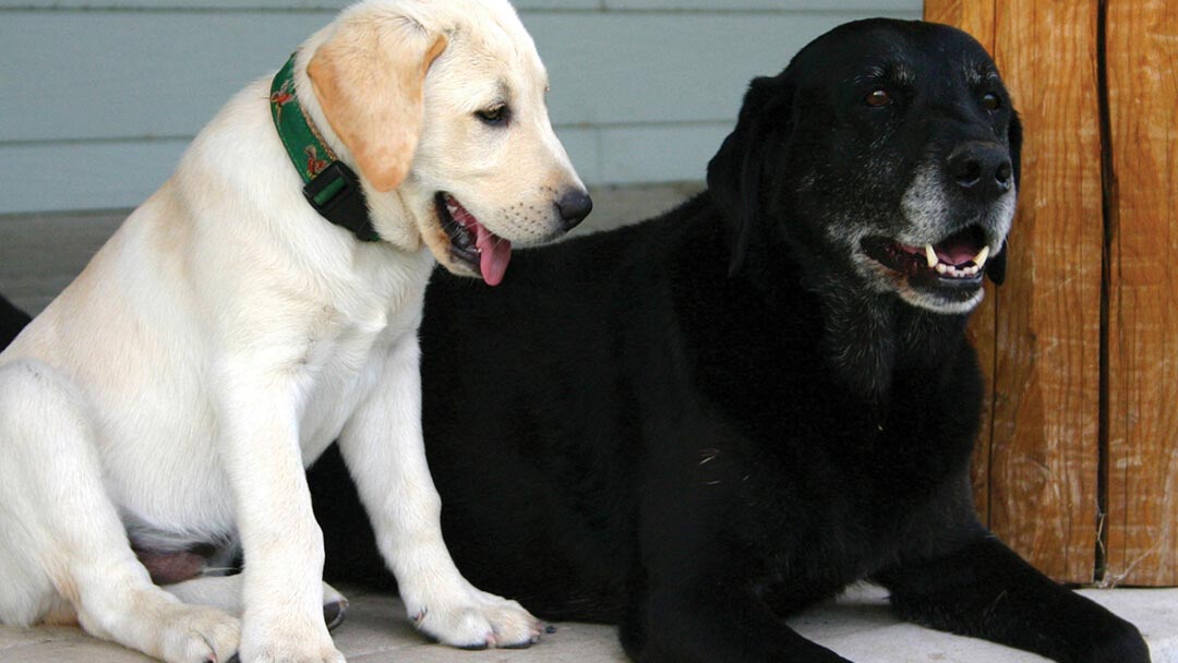 Young puppy next to older dog during introduction
