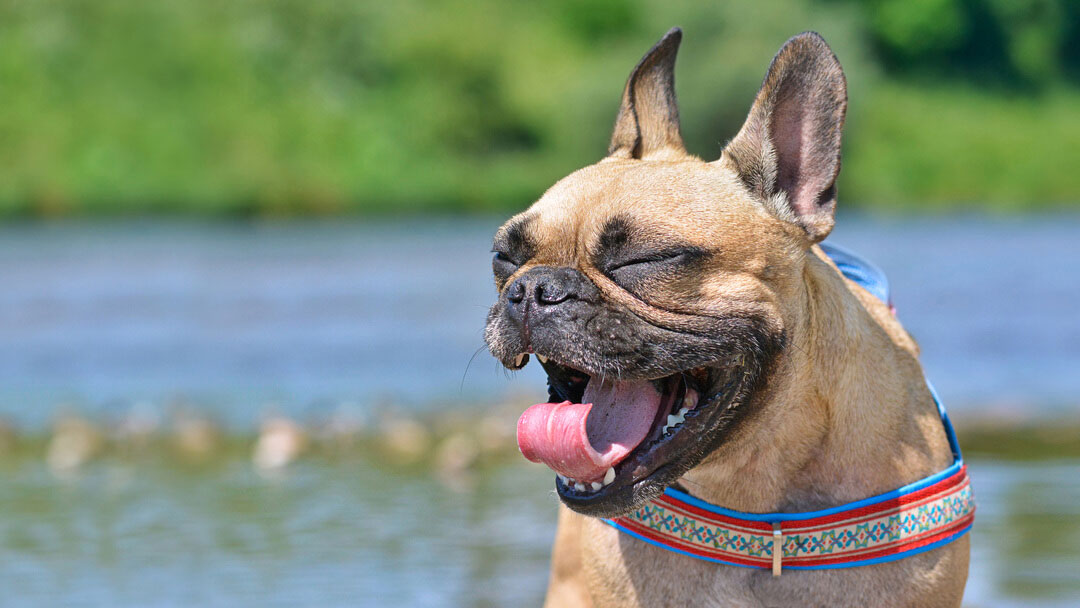 Happy dog sneezing outside during playtime