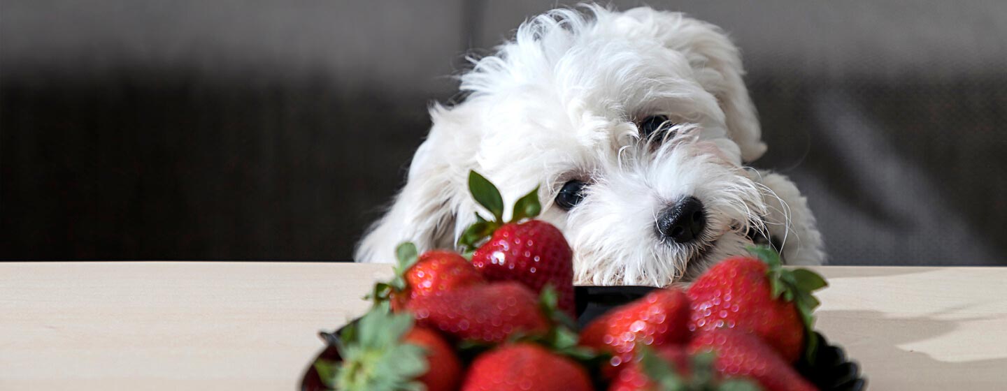 White dog looking at a bowl of strawberries
