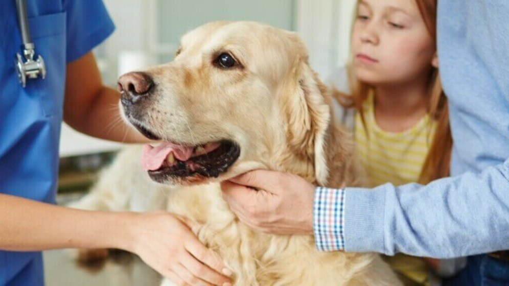 Golden retriever being held by owners and vet during dog vomit treatment