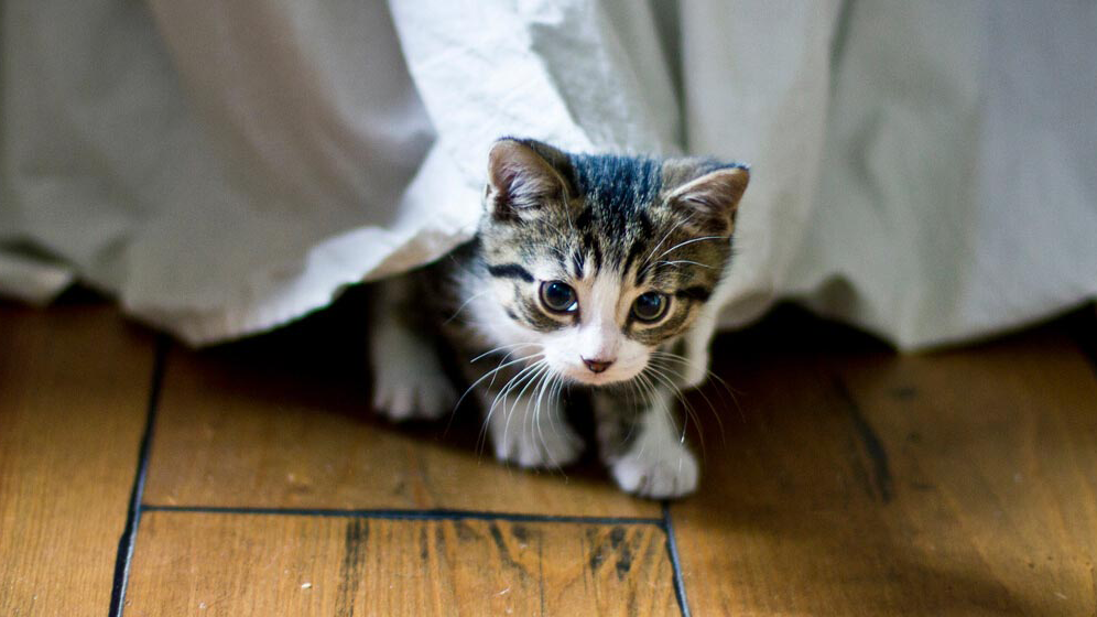 small kitten coming out from under a bed