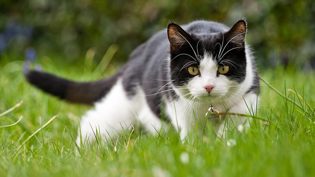 Cat hunting in tall grass showing alert body language
