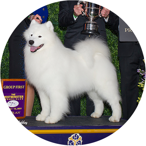 Samoyed