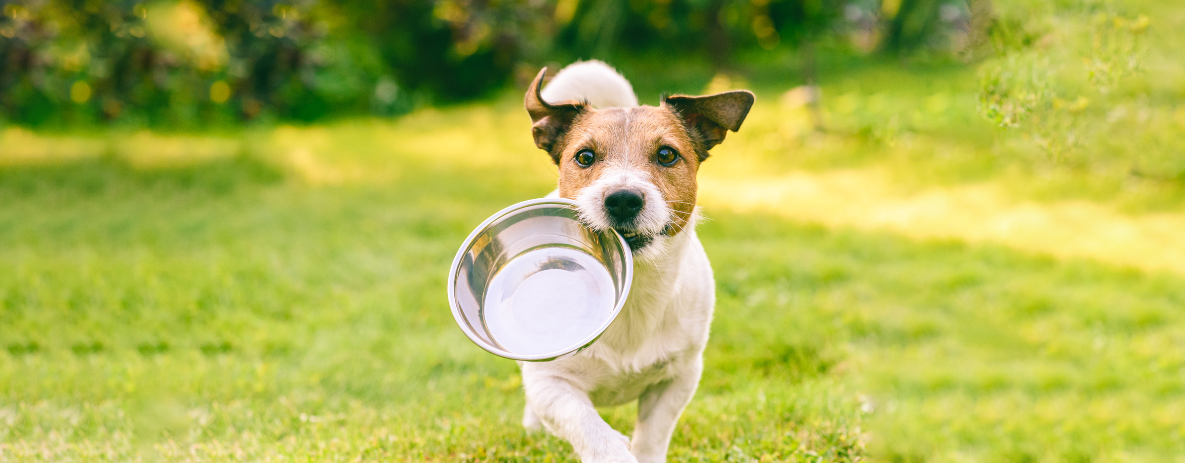 Dog run with food bowl