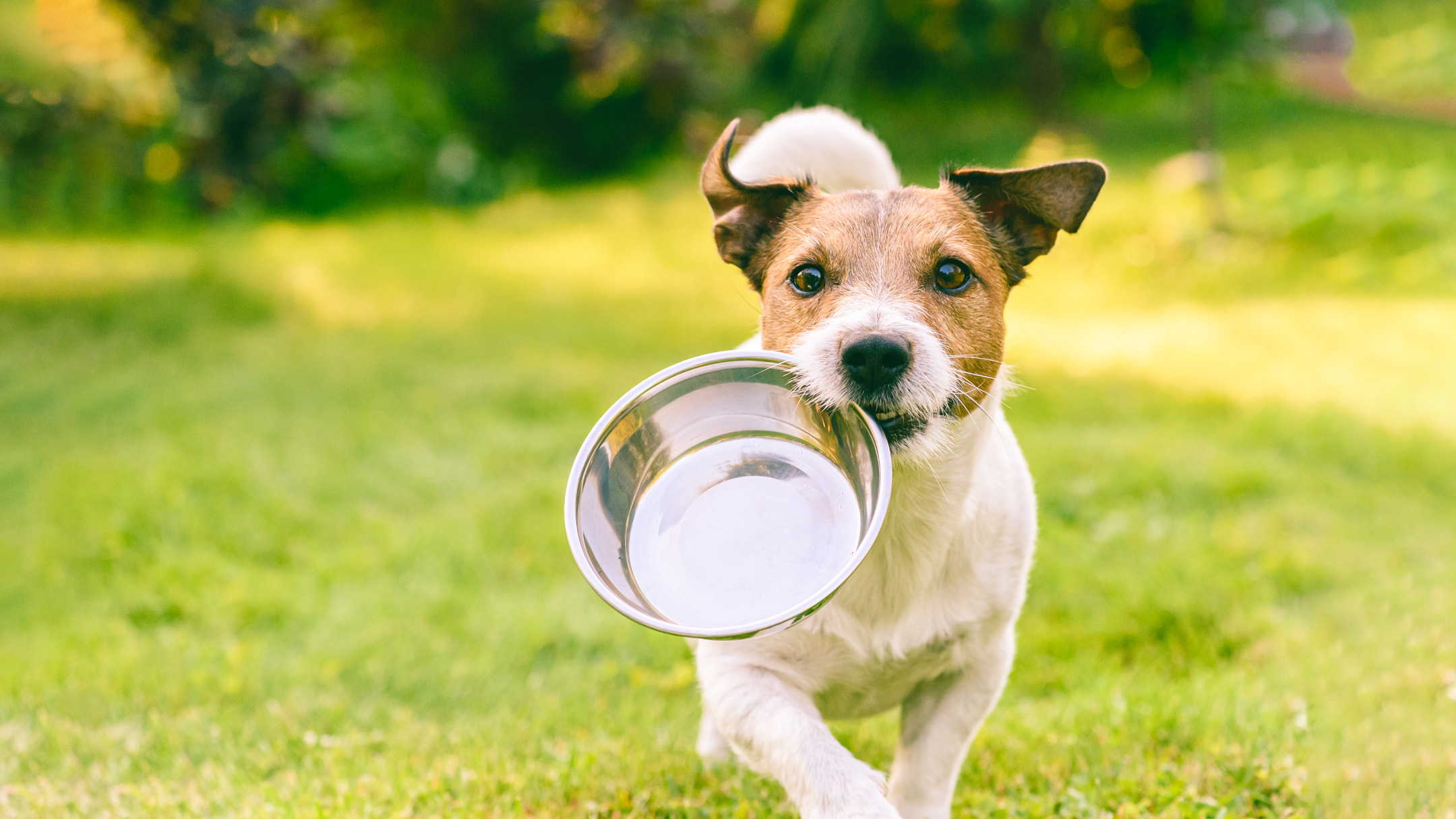 Dog running with a food bowl as part of exercise routine