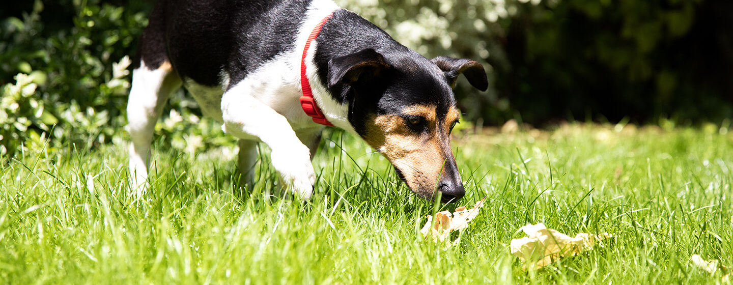 Dog sniffing the grass