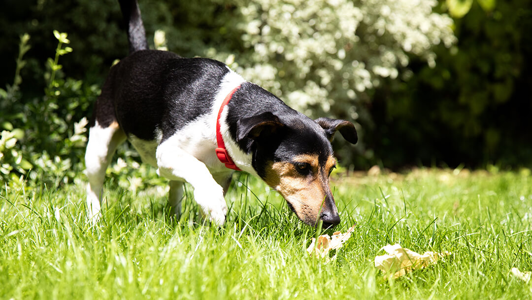 Dog sniffing the grass while exploring dog poop