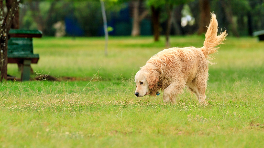 golden retriever sniffing in a park