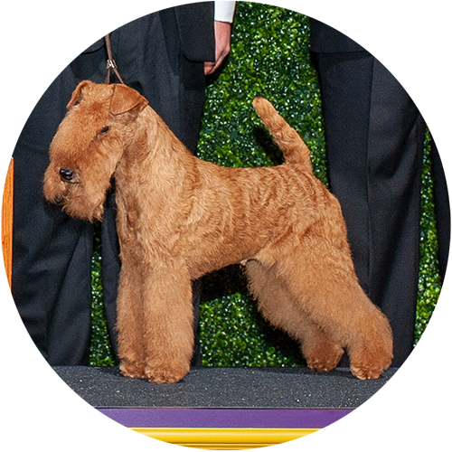 Lakeland Terrier