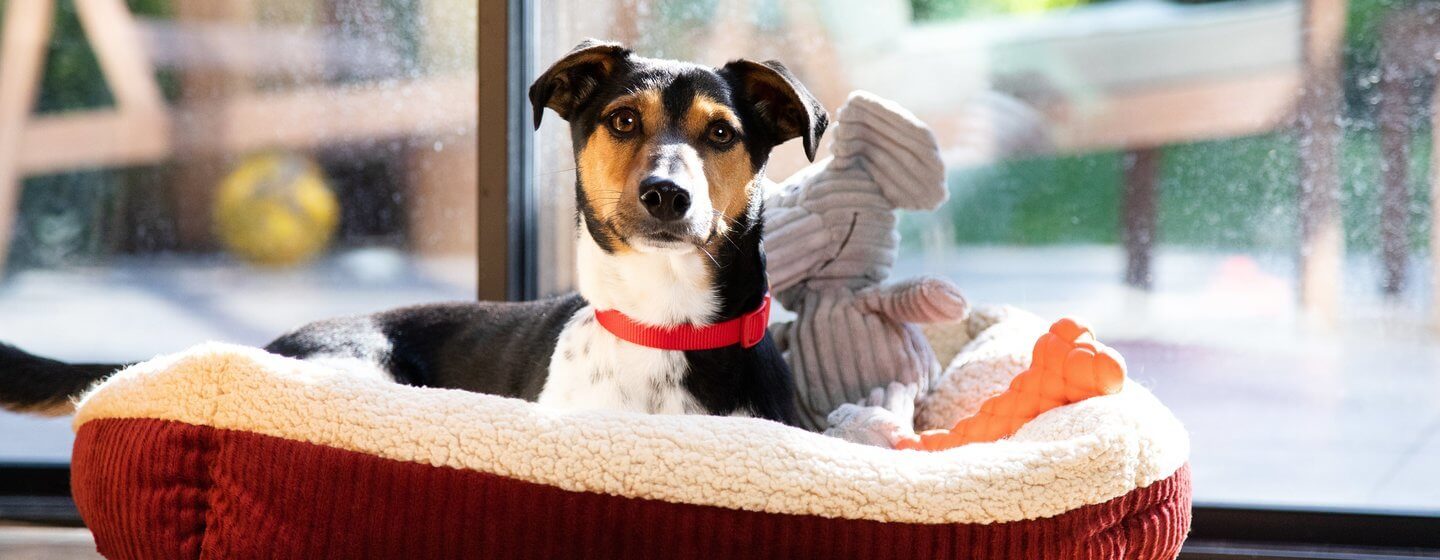 Jack Russell Terrier sitting in dog basket with toy