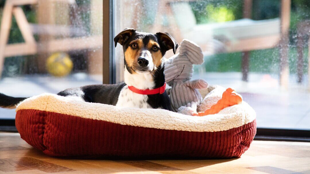 Jack Russell Terrier sitting in dog basket with toy