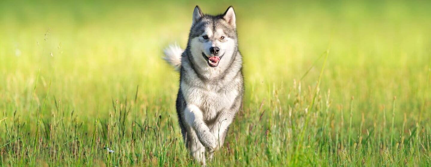 Siberian Husky running through the green grass