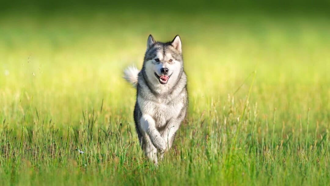 Siberian Husky running through the green grass