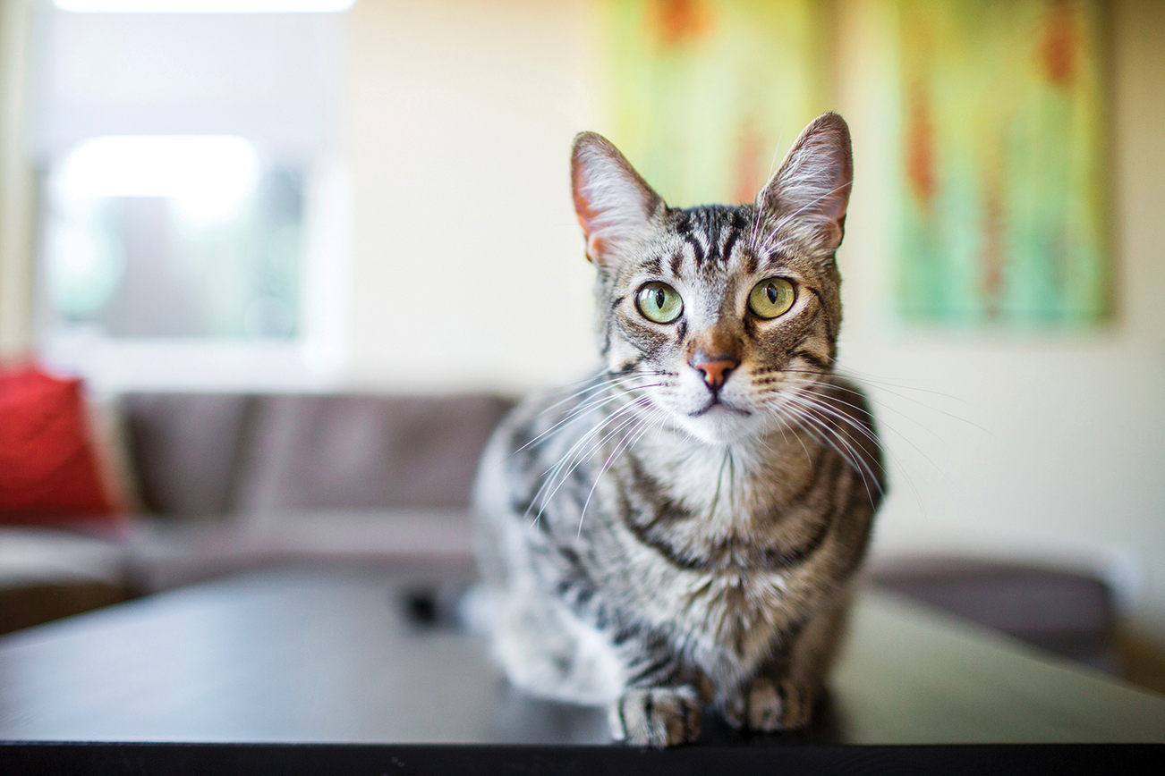 A cat sitting on a table