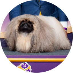 Pekingese