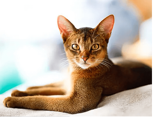 cat-photo-purinaone