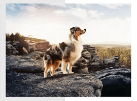 dog-photo-proplan