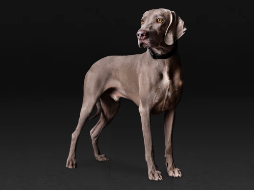 Canine en
