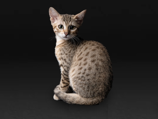 Feline en