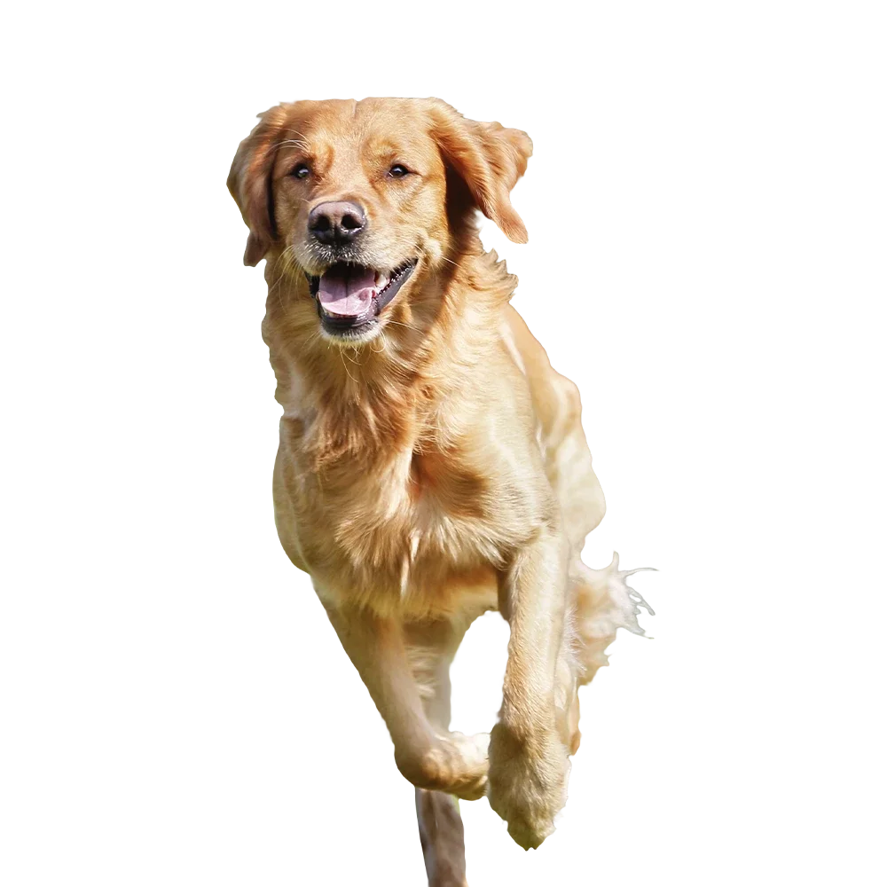 Supercoat mascot dog 