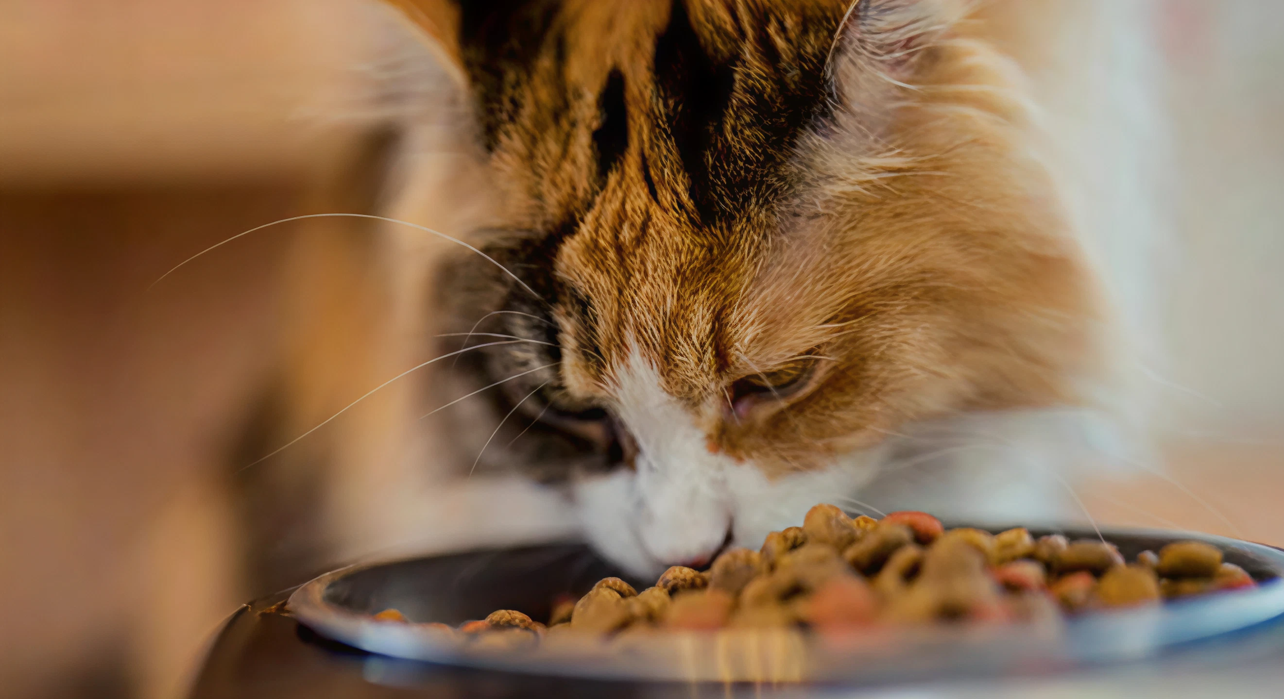 Cat food with Taurine