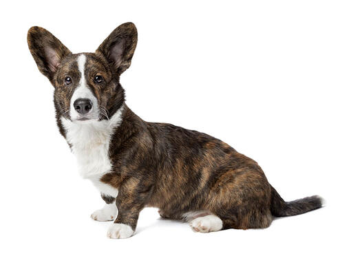 Welsh Corgi (Cardigan) (Medium/long coat)